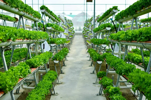 agricultura vertical